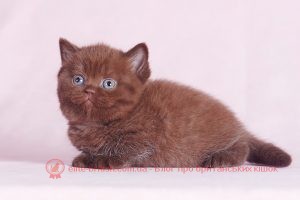 ЗАБАРВЛЕННЯ БРИТАНСЬКИХ КОШЕК. шоколадний забарвлення британського кошеня 