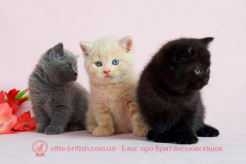 Як вибрати британського котенка?