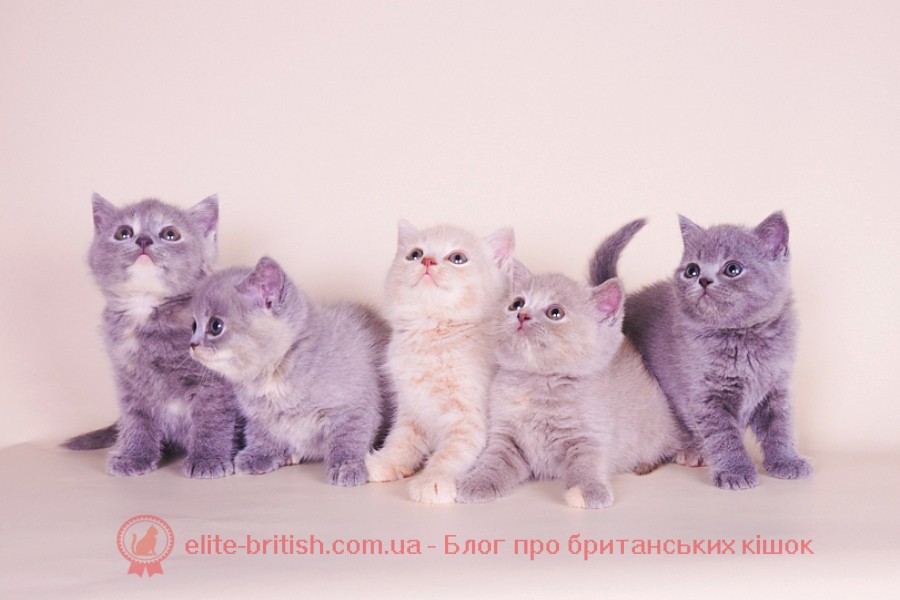британська кішка фото, кіт британець фото, британський кіт фото, британські кошенята фото, британська висловуха кішка фото, кошенята британці фото, кішки британської породи фото, британський висловухий кіт фото, кіт британець фото висловухий, кішки британці фото, британські висловухі кошенята фото, британська короткошерста кішка фото, фото кошеня британця висловухого, британська блакитна кішка фото, британська шиншила кішка фото, Британська довгошерста фото, порода кішок британець фото, фото котів британської породи, кіт британець фото прямоухий сірий, британець кіт фото блакитний, британська прямоухая кішка фото, кіт британець фото прямоухий, коти британці фото забарвлення, кошенята британської породи фото, окрас британських кішок фото і опис, фотографії британських кішок, кішки британці опис породи фото, британський блакитний кіт фото, коти британці руді фото, британський прямоухий кот фото, порода кішок британська висловуха фото, британська мармурова кішка фото, фотографії британських котів, руді британські коти фото, британці коти фото смугасті, фото чорних британських котів, чорний британський кіт фото, британці довгошерсті фото, фото британських кішок всіх забарвлень, фото чорних британських кішок, британська чорна кішка фото, чорний британець кіт фото, фото чорних британців котів, британська порода кішок фото і опис характер, фото кота британця сірого, британський кіт фото димчастий, кіт породи британець фото, кішки висловухі британці фото, фото чорних британських кошенят, чорні британські кошенята фото, британська сіра кішка фото, британські кошенята фото сірі, британські кошенята відео , британські кішки відео, коти британці відео, відео з британськими котами, кошенята британці відео, пологи британської кішки відео, дивитися відео британських котів які люблять пилосос, британські кішки відео дивитися, пологи британської кішки в домашніх умовах відео, приколи з британськими котами відео, кішки британські висловухі відео, відео про британську кішку, британські коти розмовляють відео, ви део про котів британців, британські кошенята відео дивитися, приколи з британськими кішками відео, відео про британських кошенят, дивитися відео на youtube британський кіт купається, відео про британського кота, відео котів британських висловухих, смішні британські коти відео, британська короткошерста кішка відео, що говорить британський кіт відео, смішні відео про британського кота, відео кішок британської породи, відео кішок британців, дивитися відео британський кіт, смішні британські кішки відео, британський кіт Мейпл відео, британська короткошерста відео, британський смугастий кіт фото, британські кішки забарвлення з фото і назвами , британські кошенята фото блакитні, фото британського кота сірого, британська висловуха кішка фото ціна, британські шиншили кошенята фото, британська порода кішок фото і опис, британська кішка висловуха фото сіра, британці і шотландці відмінності порід фото, британська кішка золота шиншила фото, британська смугаста кішка фото, коти британці характер повадки фото, голена НСКА лиловая кішка фото, британець довгошерсте кіт фото, британець кіт фото мармуровий, британський короткошерстий кіт фото, кіт британець фотографії, британський довгошерсте кіт фото