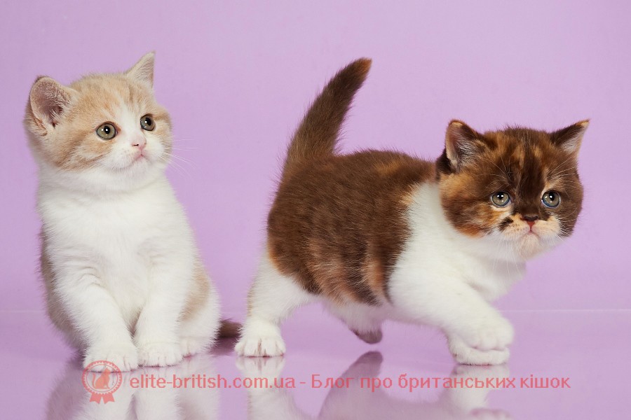 британська кішка фото, кіт британець фото, британський кіт фото, британські кошенята фото, британська висловуха кішка фото, кошенята британці фото, кішки британської породи фото, британський висловухий кіт фото, кіт британець фото висловухий, кішки британці фото, британські висловухі кошенята фото, британська короткошерста кішка фото, фото кошеня британця висловухого, британська блакитна кішка фото, британська шиншила кішка фото, Британська довгошерста фото, порода кішок британець фото, фото котів британської породи, кіт британець фото прямоухий сірий, британець кіт фото блакитний, британська прямоухая кішка фото, кіт британець фото прямоухий, коти британці фото забарвлення, кошенята британської породи фото, окрас британських кішок фото і опис, фотографії британських кішок, кішки британці опис породи фото, британський блакитний кіт фото, коти британці руді фото, британський прямоухий кот фото, порода кішок британська висловуха фото, британська мармурова кішка фото, фотографії британських котів, руді британські коти фото, британці коти фото смугасті, фото чорних британських котів, чорний британський кіт фото, британці довгошерсті фото, фото британських кішок всіх забарвлень, фото чорних британських кішок, британська чорна кішка фото, чорний британець кіт фото, фото чорних британців котів, британська порода кішок фото і опис характер, фото кота британця сірого, британський кіт фото димчастий, кіт породи британець фото, кішки висловухі британці фото, фото чорних британських кошенят, чорні британські кошенята фото, британська сіра кішка фото, британські кошенята фото сірі, британські кошенята відео , британські кішки відео, коти британці відео, відео з британськими котами, кошенята британці відео, пологи британської кішки відео, дивитися відео британських котів які люблять пилосос, британські кішки відео дивитися, пологи британської кішки в домашніх умовах відео, приколи з британськими котами відео, кішки британські висловухі відео, відео про британську кішку, британські коти розмовляють відео, ви део про котів британців, британські кошенята відео дивитися, приколи з британськими кішками відео, відео про британських кошенят, дивитися відео на youtube британський кіт купається, відео про британського кота, відео котів британських висловухих, смішні британські коти відео, британська короткошерста кішка відео, що говорить британський кіт відео, смішні відео про британського кота, відео кішок британської породи, відео кішок британців, дивитися відео британський кіт, смішні британські кішки відео, британський кіт Мейпл відео, британська короткошерста відео, британський смугастий кіт фото, британські кішки забарвлення з фото і назвами , британські кошенята фото блакитні, фото британського кота сірого, британська висловуха кішка фото ціна, британські шиншили кошенята фото, британська порода кішок фото і опис, британська кішка висловуха фото сіра, британці і шотландці відмінності порід фото, британська кішка золота шиншила фото, британська смугаста кішка фото, коти британці характер повадки фото, голена НСКА лиловая кішка фото, британець довгошерсте кіт фото, британець кіт фото мармуровий, британський короткошерстий кіт фото, кіт британець фотографії, британський довгошерсте кіт фото