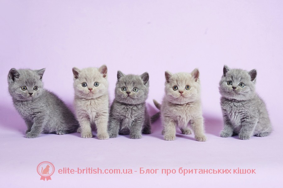 історія породи британських кішок, британський кіт історія породи, британська короткошерста кішка історія породи, історія британської породи, британська короткошерста історія породи, розплідники кішок породи британська, розплідник британської породи