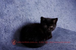 ЗАБАРВЛЕННЯ БРИТАНСЬКИХ КОШЕК. чорне забарвлення британського кошеня 