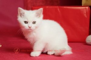 ЗАБАРВЛЕННЯ БРИТАНСЬКИХ КОШЕК. біле забарвлення британського кошеня 