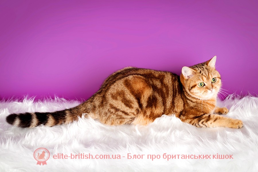 Здоров'я британської кішки, здоров'я британській кота, здоров'я британців