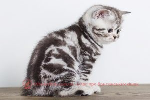 ЗАБАРВЛЕННЯ БРИТАНСЬКИХ КОШЕК. мармуровий забарвлення британського кошеня 